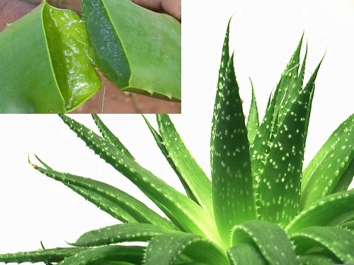 Gulfji.com - Serving Indians in Kuwait & Middleeast Region